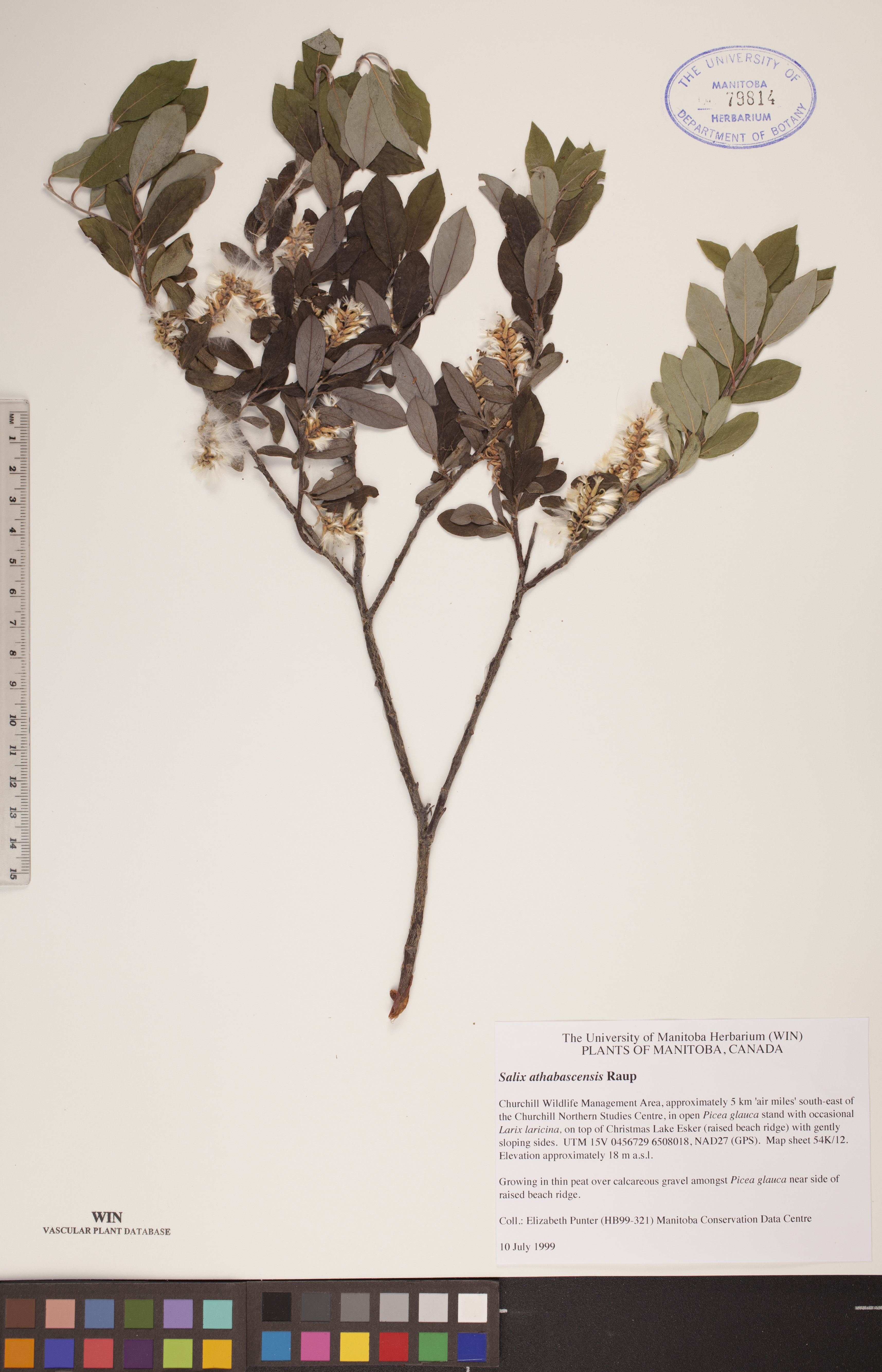 Salix athabascensis image